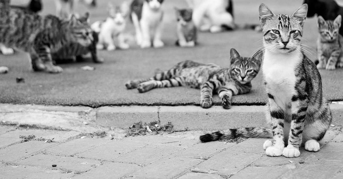 Improving Sales Conversions Is Like Herding Cats Improving Sales Conversions Is Like Herding Cats